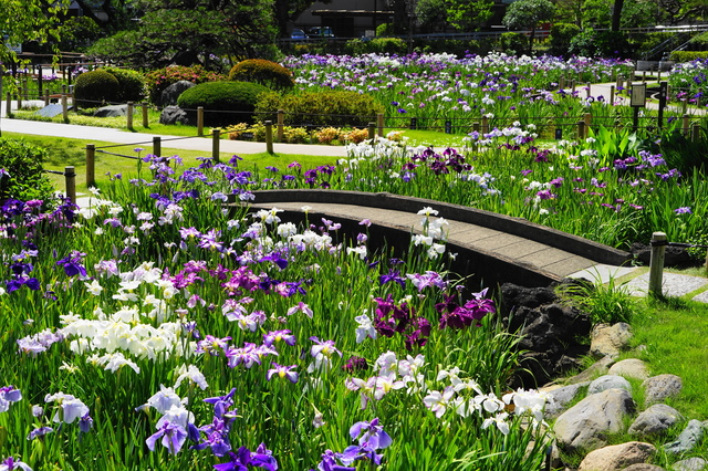 葛飾区_堀切菖蒲園の画像